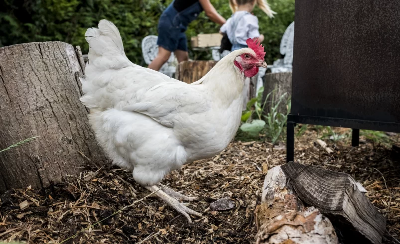 Les prix du poulet poursuivent leur envolée à l’approche du Nouvel An