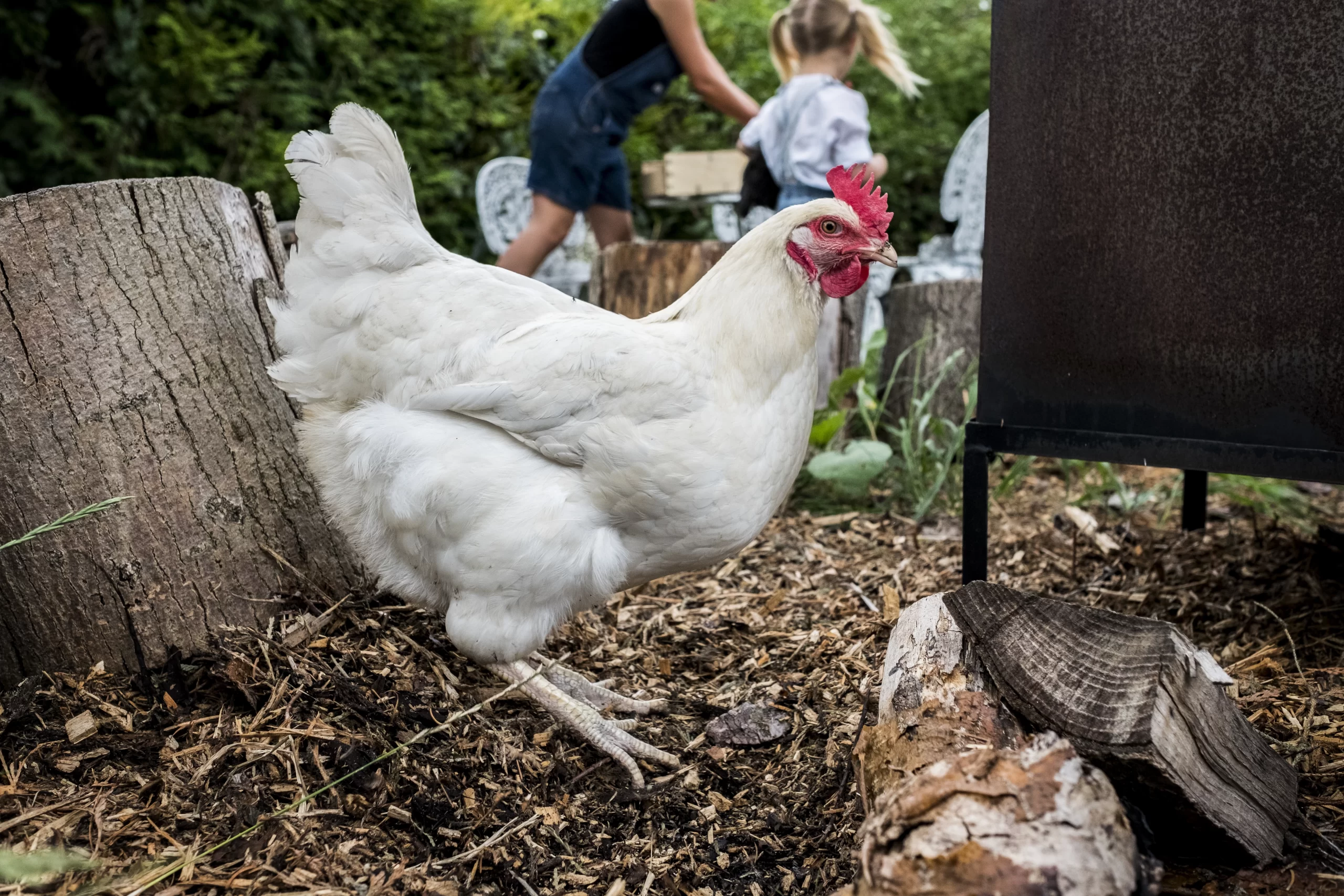 Les prix du poulet poursuivent leur envolée à l’approche du Nouvel An